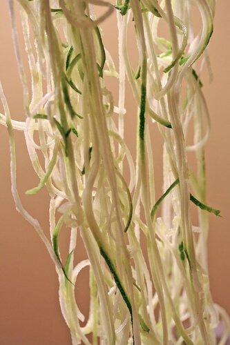 Zucchini “Spaghetti”