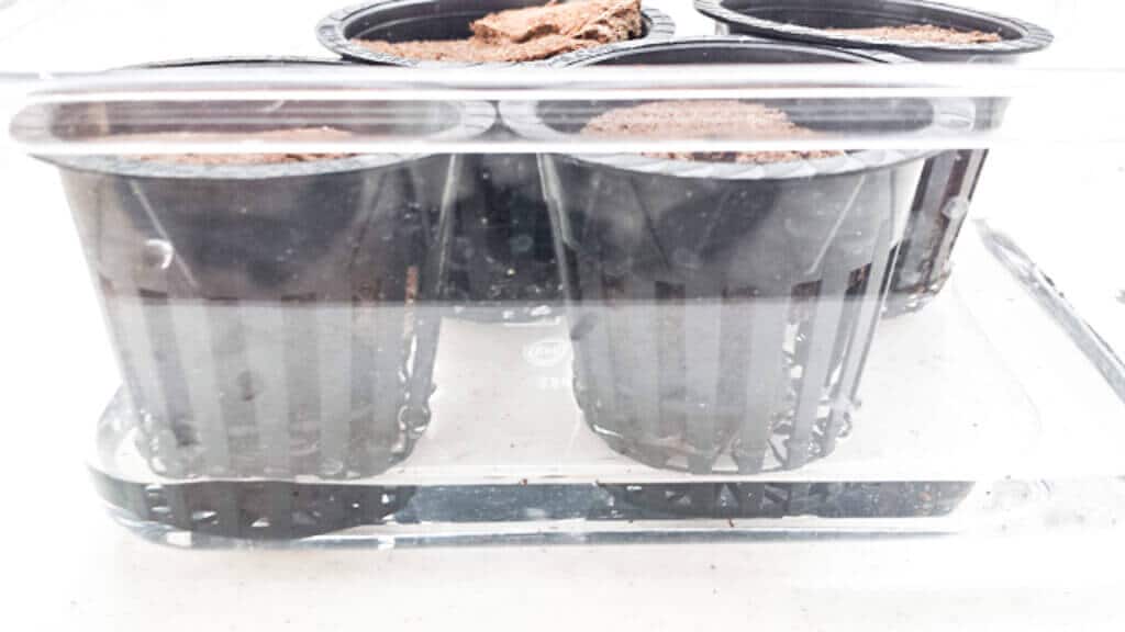 Grow Foolproof Hydroponic Gardening in a Tub Steamy Kitchen Recipes