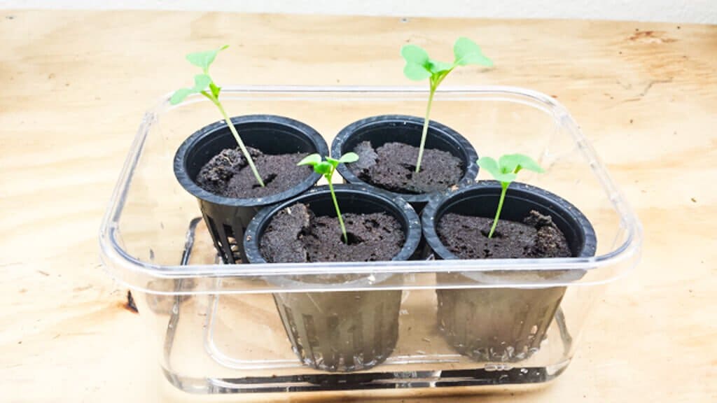 Grow Foolproof Hydroponic Gardening in a Tub Steamy Kitchen Recipes