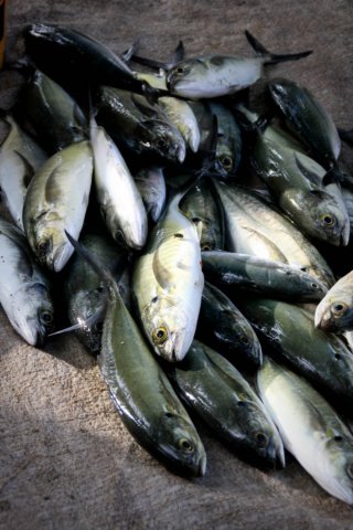 zihuatanjofishmarket.jpg