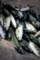 zihuatanjofishmarket_small.jpg